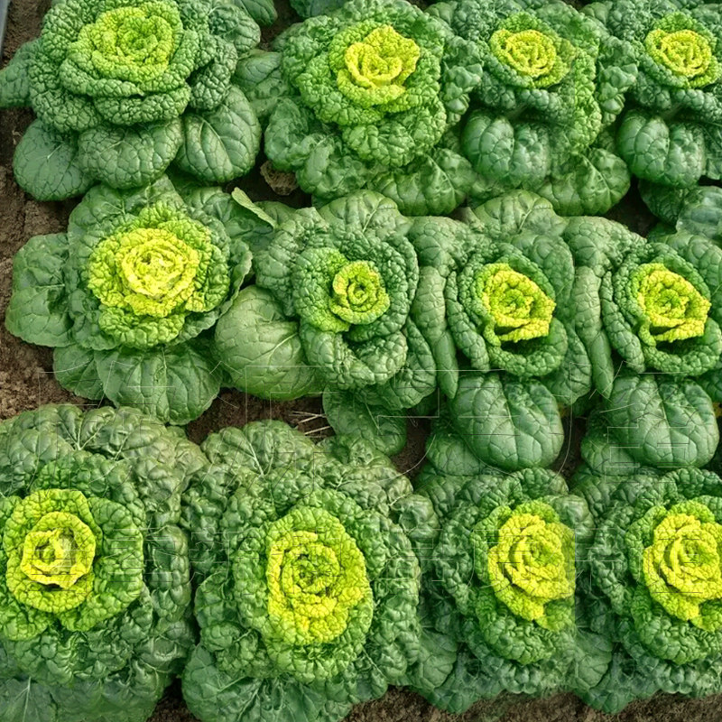 菜籽黄心乌菜种蔬菜庭院阳台白菜籽塌菜耐寒秋冬季家庭园艺种子