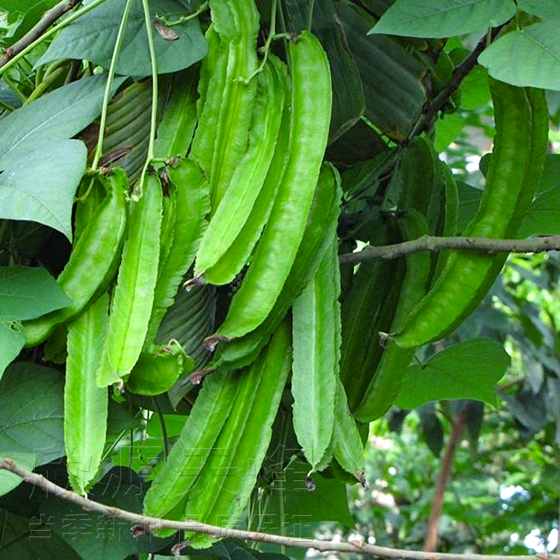 四季豆四棱豆杨桃龙豆种籽蔬菜菜豆豇豆豆角四角豆皇帝豆尼香种子