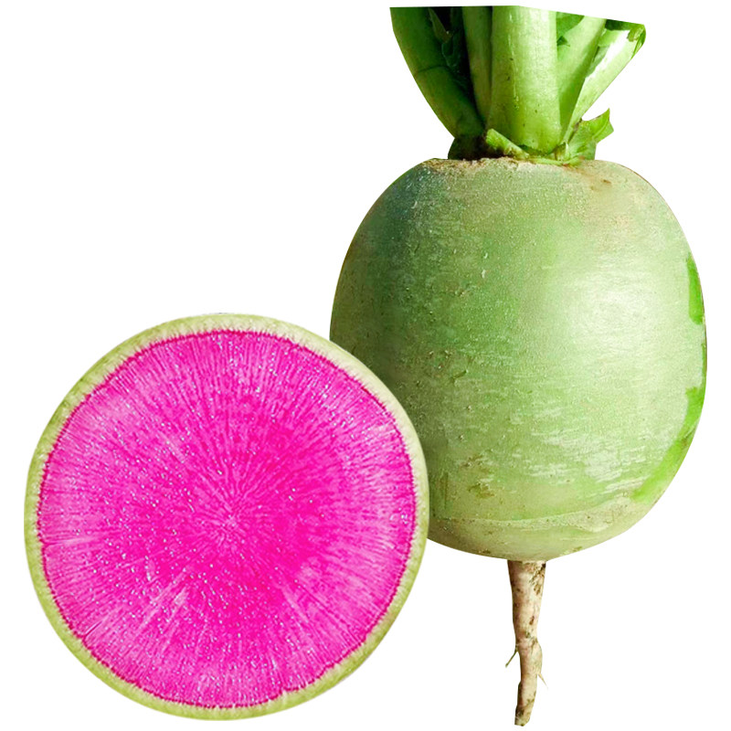 种籽杂交满堂满堂红红萝卜北京心里里美阳台盆栽家庭园艺种子