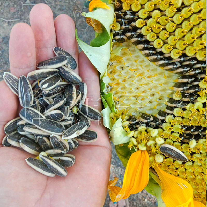 向日葵种籽葵花籽可种瓜子种子种苗特大食葵四季家庭园艺种子