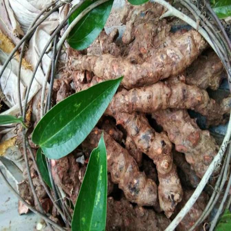 500g 赤茯苓野生土茯苓新鲜硬饭头 贵州深山野生新鲜土茯苓