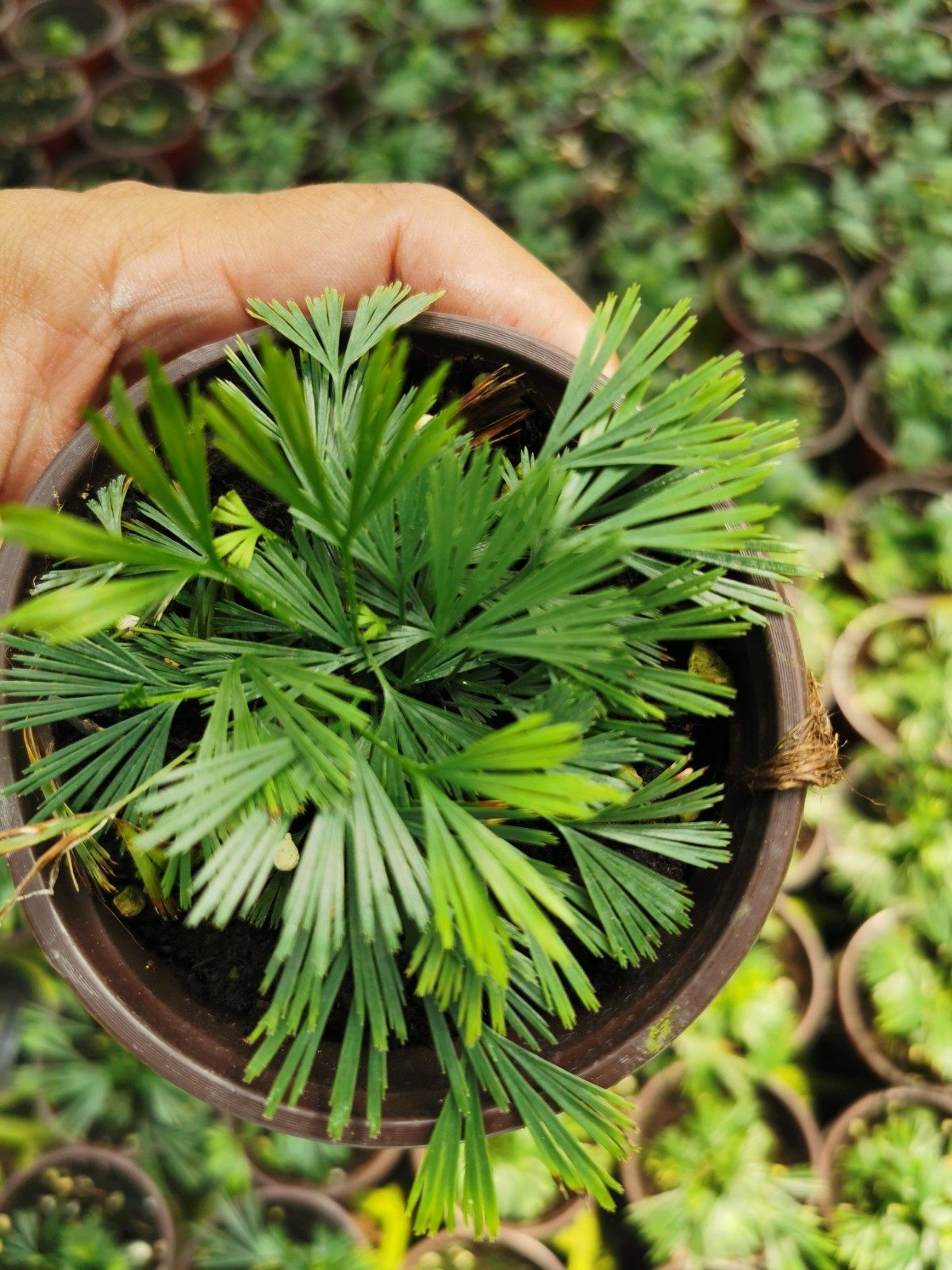 景观进口进口品品种迷你金松盆栽室内耐阴好养绿植