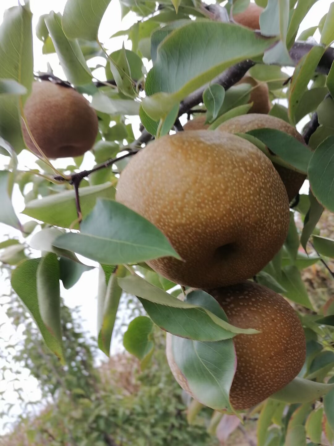 丽江大果十斤带箱多甜玉龙雪山梨汁黄皮现摘新鲜梨