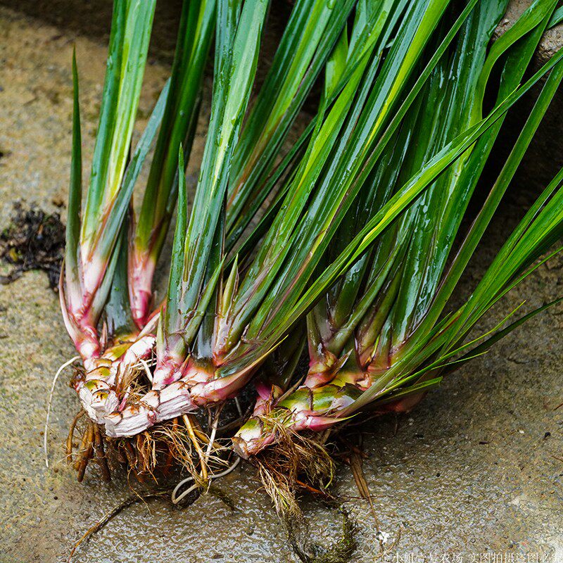 水培五香香草绿植盆栽茴香香菖蒲深山新鲜山奈牛绿植