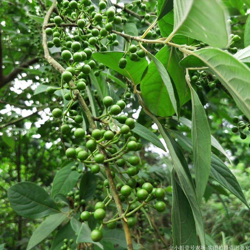 贵州野菜新鲜木姜今年现摘野生山胡椒山枝条酸汤其它