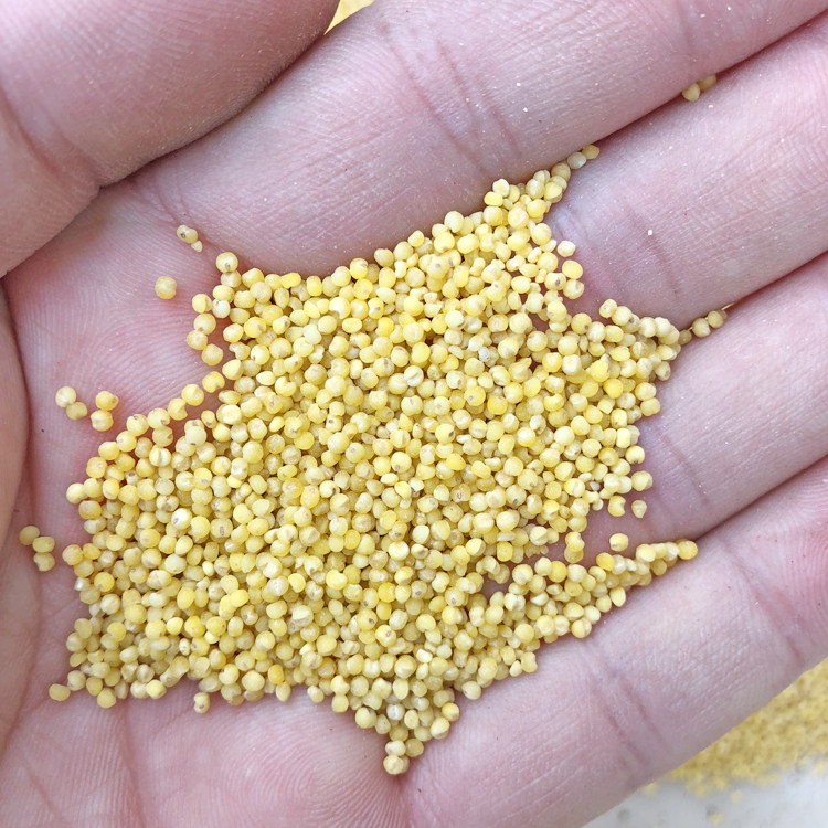 鹦鹉粮/黄小米/鸟粮鸟食饲料/脱壳小米/虎皮鸡蛋小米原料包邮5斤