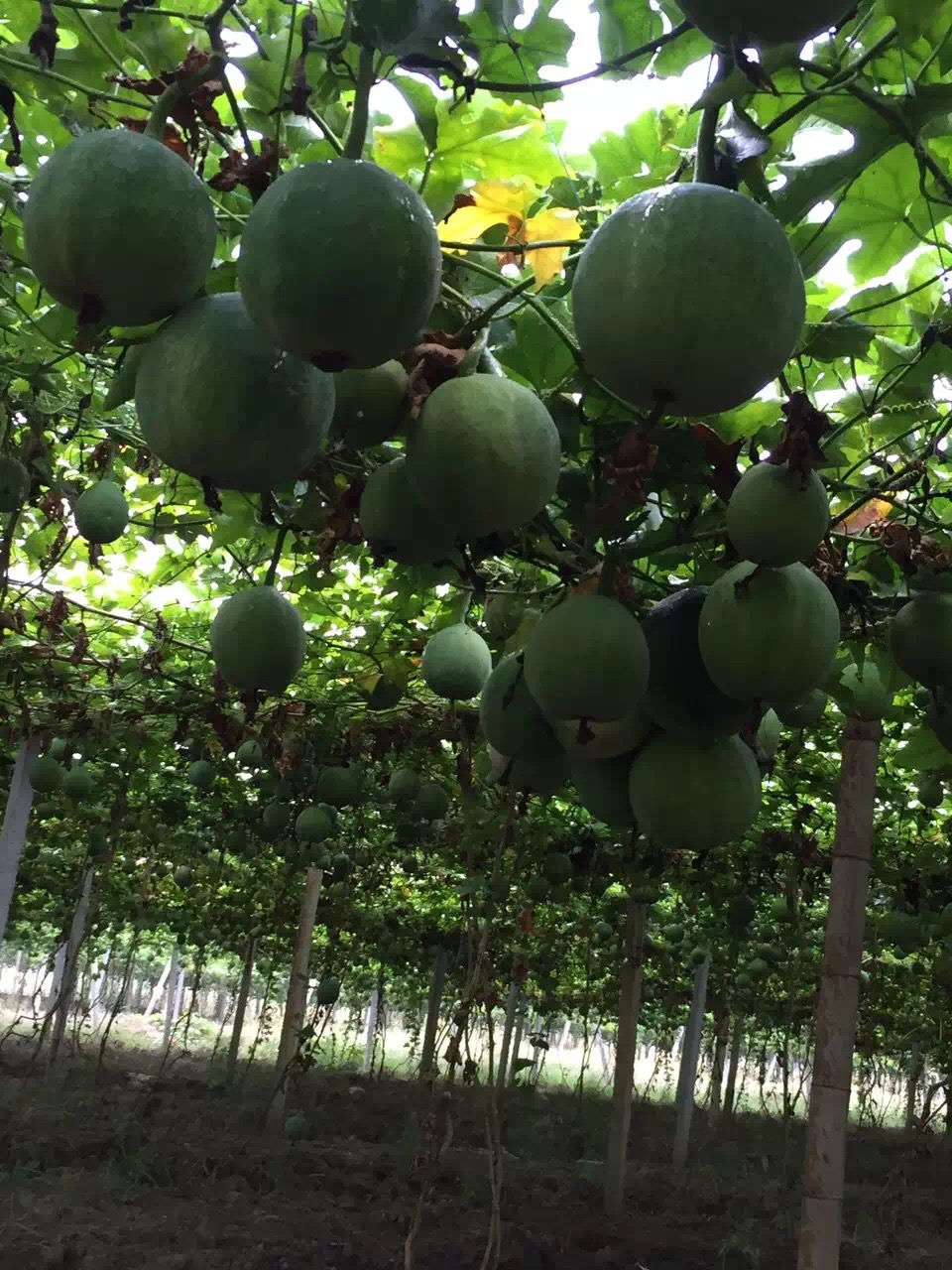 瓜蒌包邮曹师傅9号特级野瓜篓葫芦籽吊瓜子天柱山瓜子