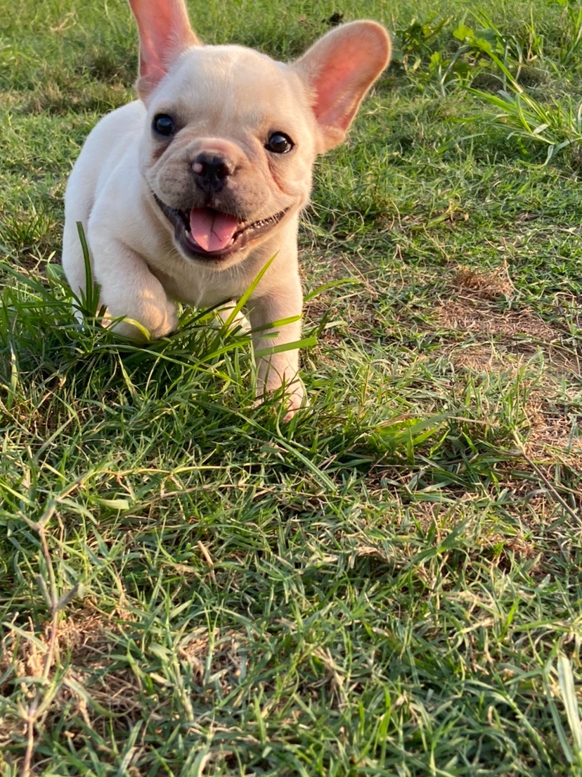 疫苗齐全法国斗牛犬螺蛳尾巴白色家庭短毛幼犬狗狗