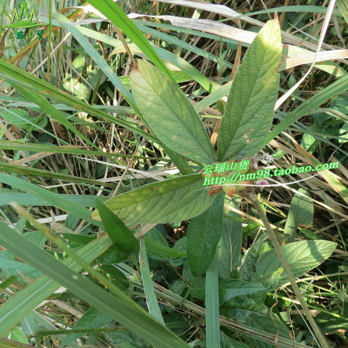 野生千斤千金一条根钻地风中草药药材干货500克其他药食同源食品