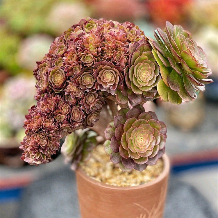 缀化韶羞欧紫法师万圣节朵朵缀缀化多植物稀有多肉植物