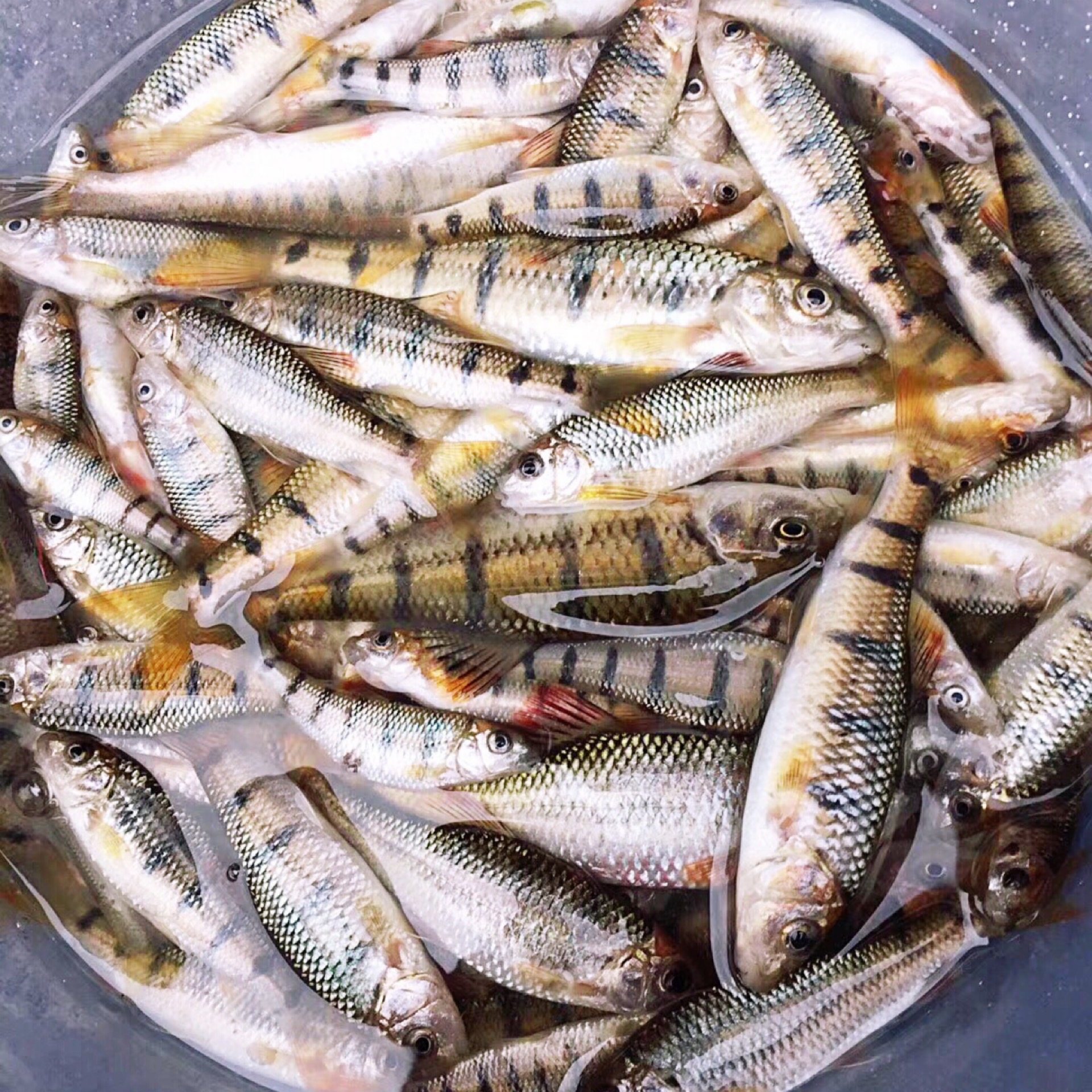 石斑鱼打窝石颗粒溪流诱鱼溪哥大比比重流水500克活饵