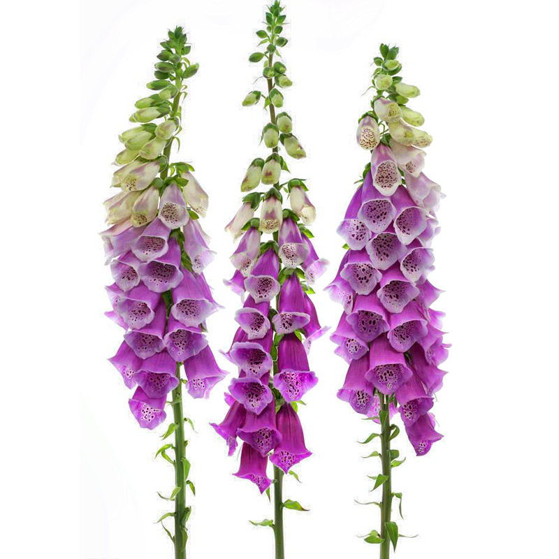 夏夏花店*泛美毛地黄 庭院花园盆栽大型花卉进口花种子四季种易活