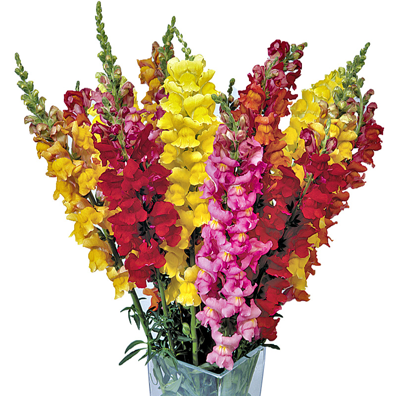 金鱼草龙头狮子花鲜切花室内盆栽栽花种子花卉家庭园艺种子