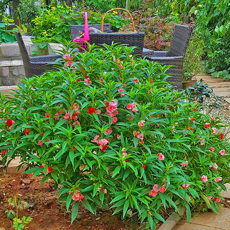 凤仙花指甲花花籽春夏秋冬播四季种易活花卉种子室内植物庭院花草