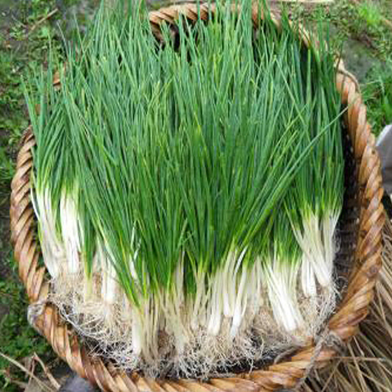 小葱四川香葱家庭阳台花盆栽种菜地栽有机蔬菜种子四季播种易活