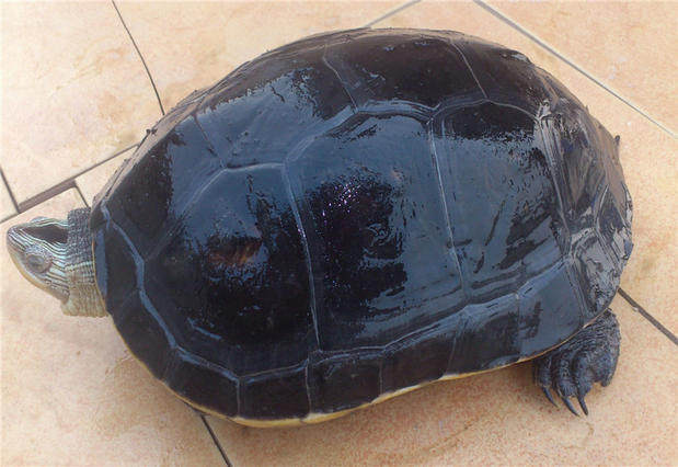 乌龟活体素食龟吃大型宠物招财新手易养220斤龟