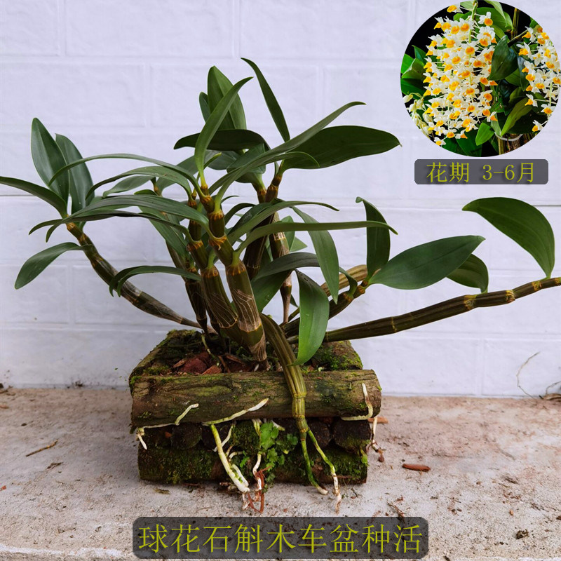 石斛带木车种活金钗木车鼓槌车车盆花车蜂腰车盆熟时令草本花卉