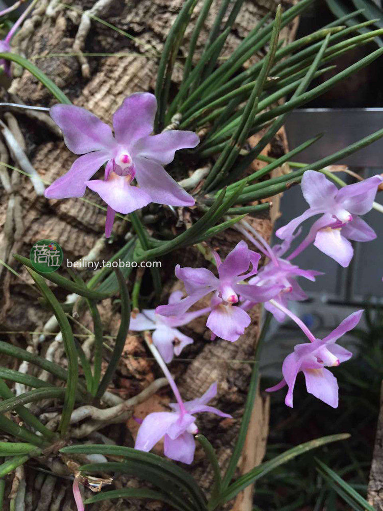 大根槽舌附生兰吊兰花花卉绿植栽盆盆景卉吊国兰