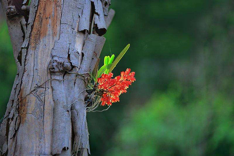 红花兰花花鸟舌兰稀有吊兰石斛盆栽植物花卉时令草本花卉