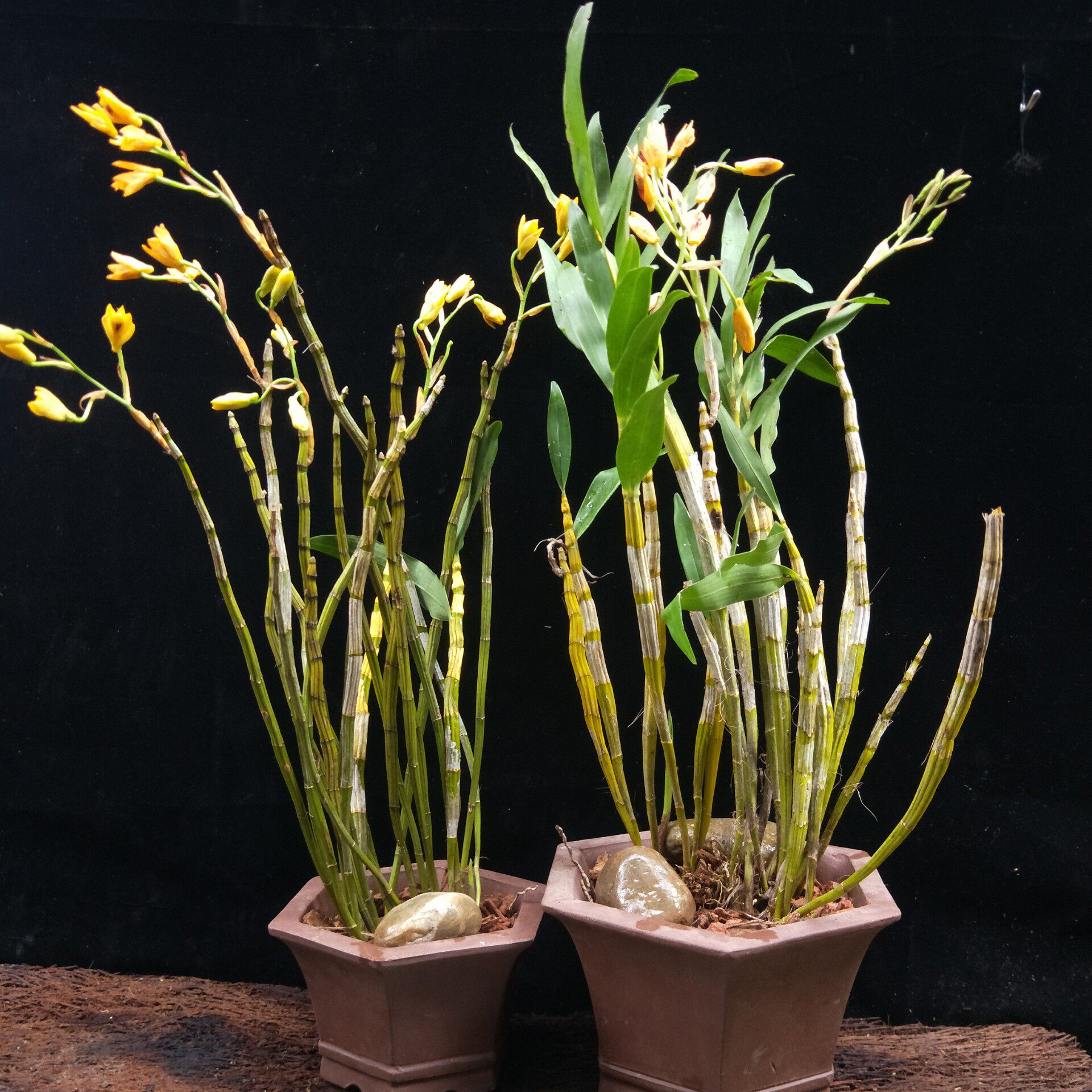 兰花石斛鲜活黄橙又名叠鞘观赏附生花卉盆栽时令草本花卉