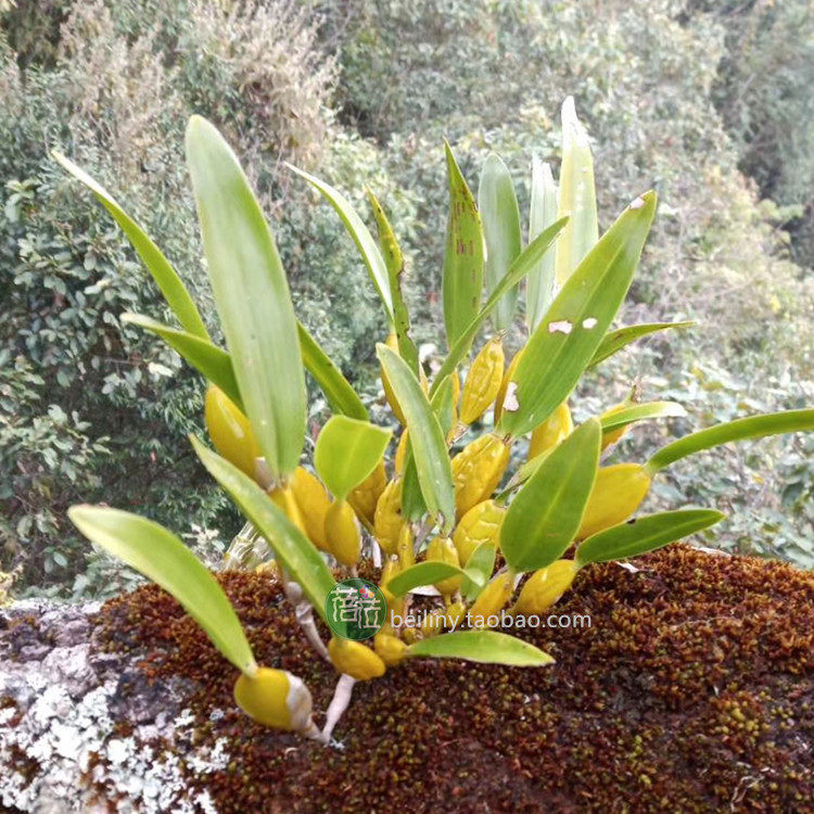石斛金石斛金果花卉绿植兰花金黄色漂亮好养包时令草本花卉