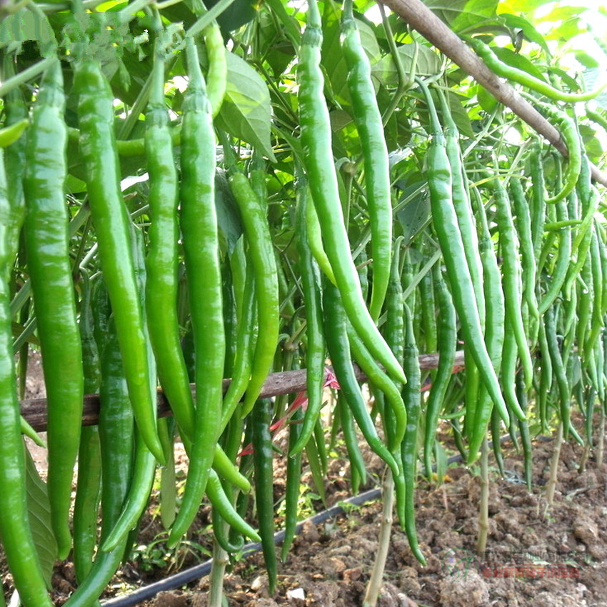 辣椒种子湖南超级辣度堪比魔鬼高产果型长蔬家庭园艺种子