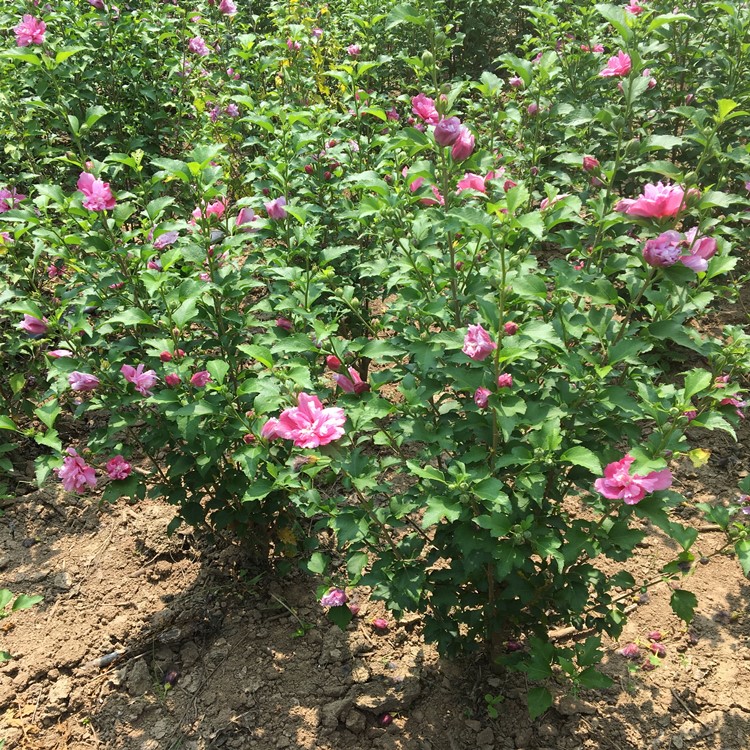 棒棒糖木槿花盆栽重瓣粉红色阳台庭院花树当年开花观叶