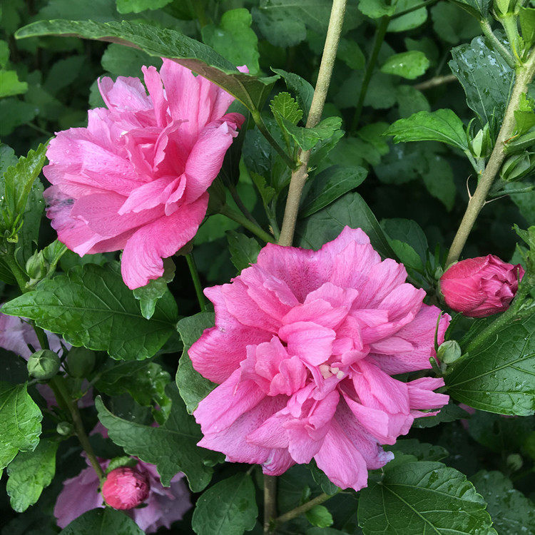 重瓣粉红色木槿花苗丛生木槿花球耐热抗寒庭院户外花灌木花篱笆苗