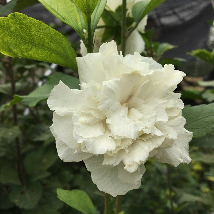 白花木白色花卉阳台庭院槿花白水花苗鸡肉开花观叶