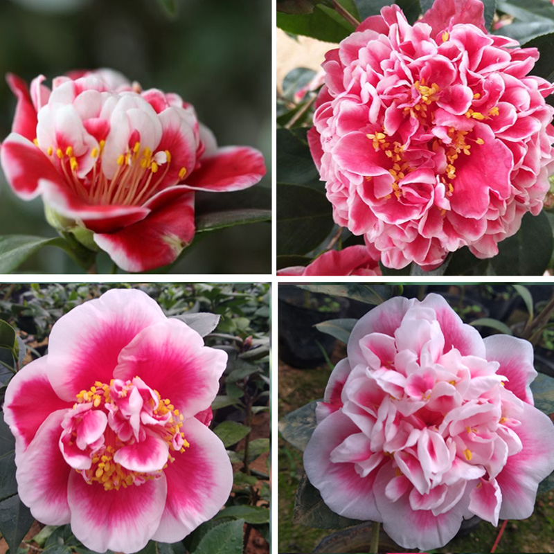 名贵茶花盆栽好看龙火珠树苗四季常青花卉观花时令草本花卉