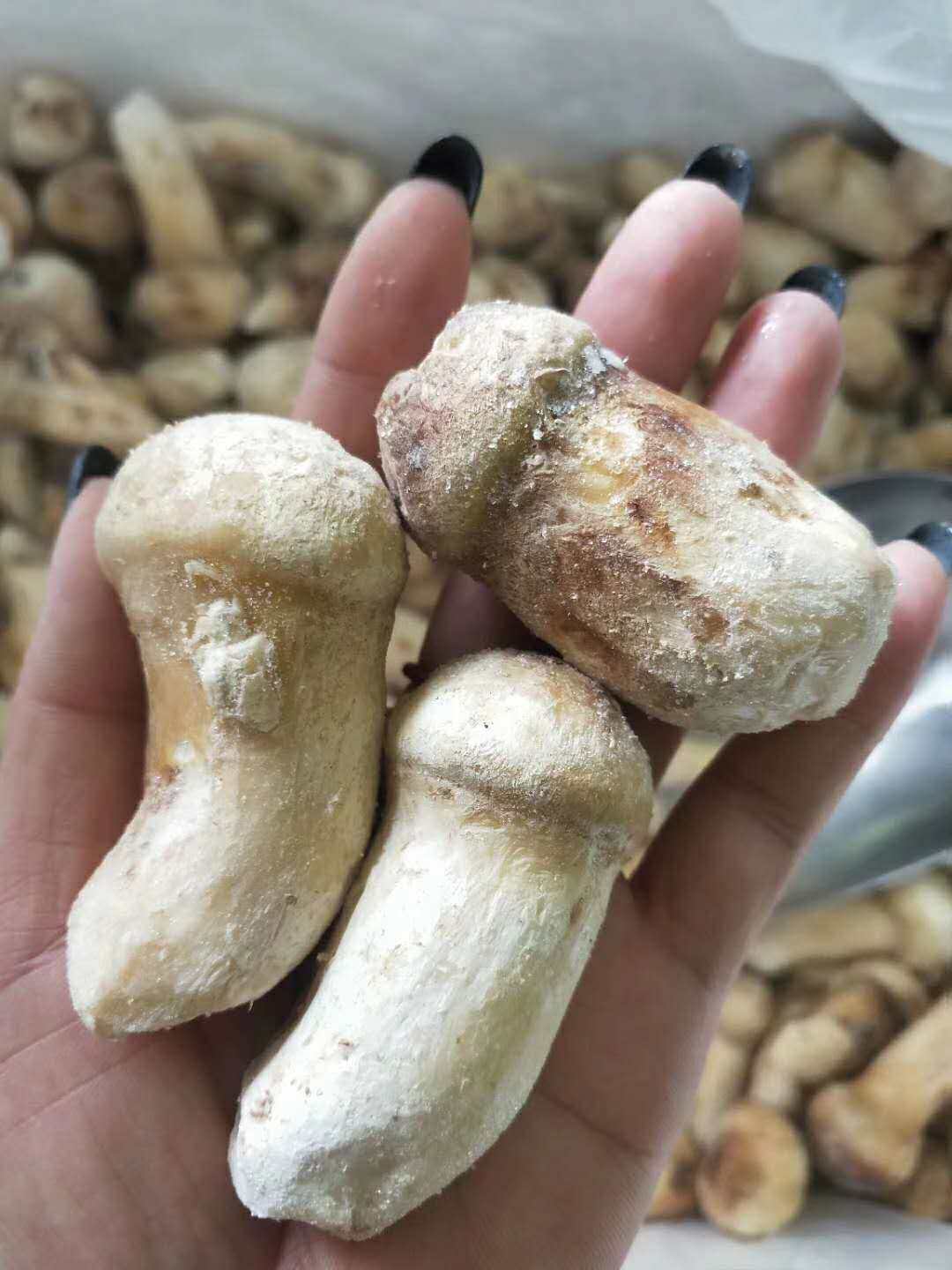 野生松茸新鲜速冻鲜菌云南菌松茸菌500g顺丰新鲜松茸