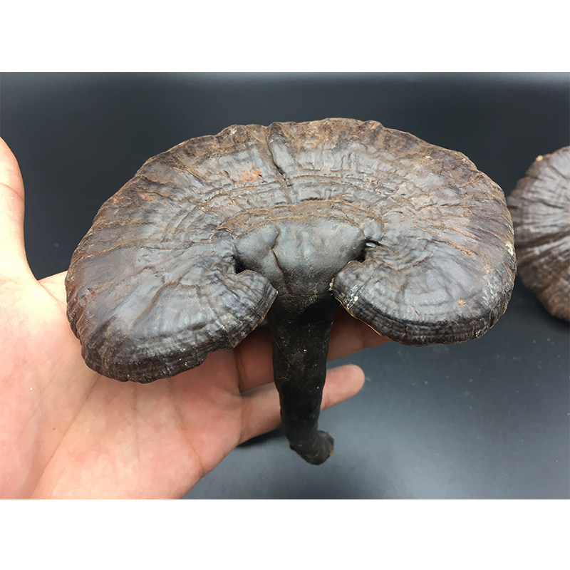 灵芝广东粤北深山农家自摘野生整枝不苦500克整枝灵芝