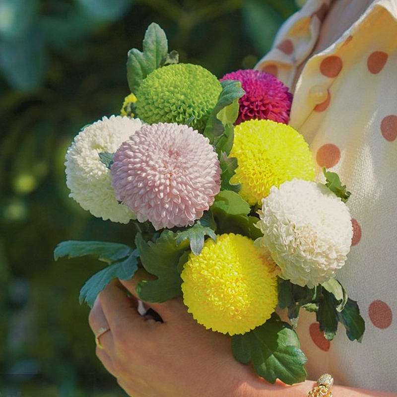 乒乓球盆栽圆球球型菊花纽扣小精灵杨梅花期宿根花卉