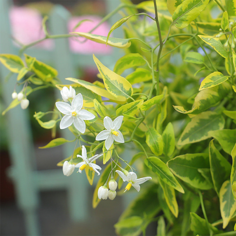 金叶悬星花叶白星茄宿根多年生常观绿叶耐寒攀爬时令草本花卉