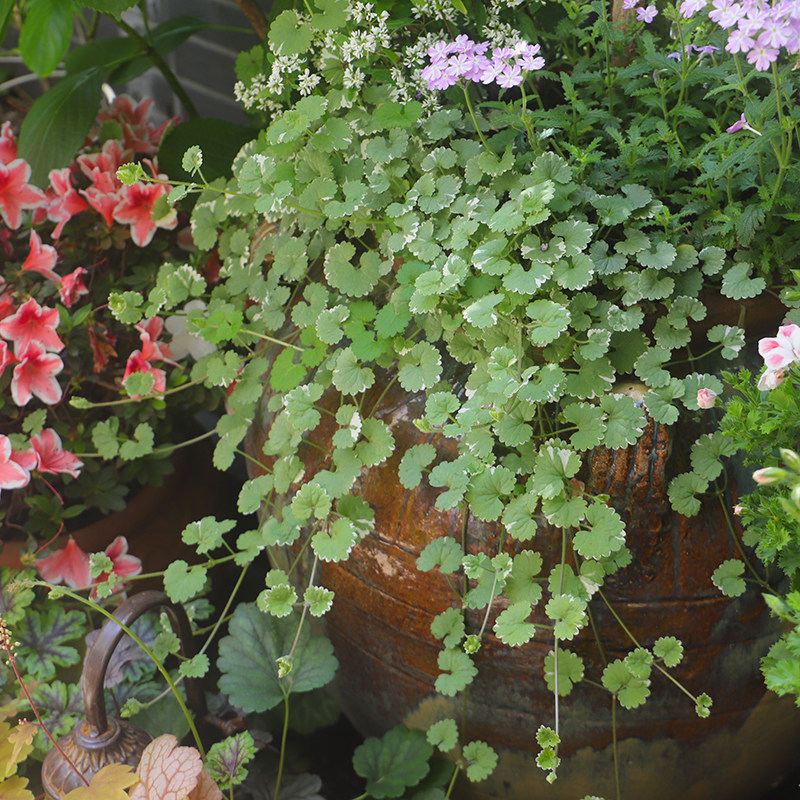植物活血遍地香地钱垂吊宿根多年生草本观叶植物绿植绿植