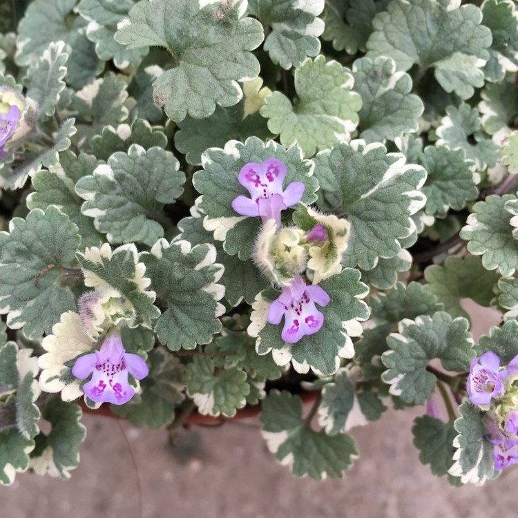 植物活血遍地香地钱垂吊宿根多年生草本观叶植物绿植绿植