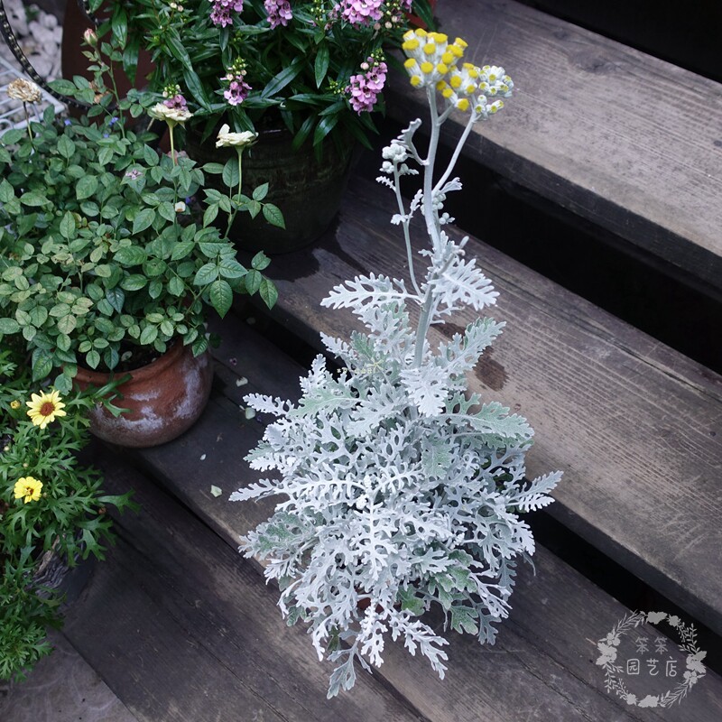 银色色系植物银叶叶菊伞花蜡菊花园造景露天时令草本花卉