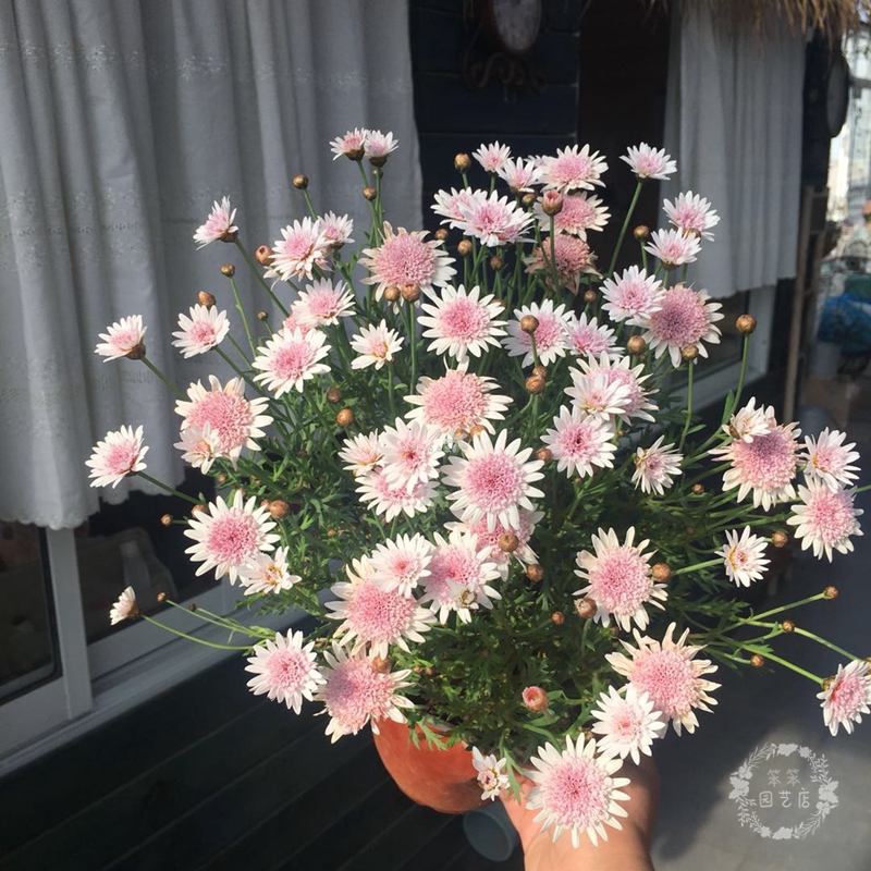 玛格丽特盆栽木茼蒿重瓣单瓣露天花卉小雏菊苗带土带时令草本花卉