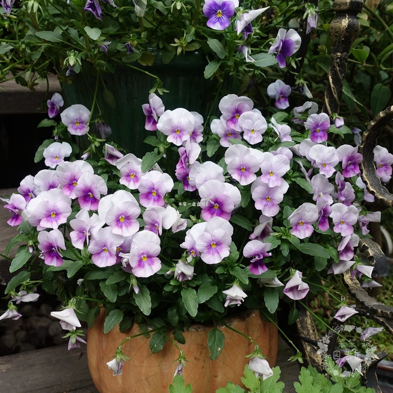 盆栽角瑾角堇三色灿烂冬天露天耐寒好养地吊带时令草本花卉