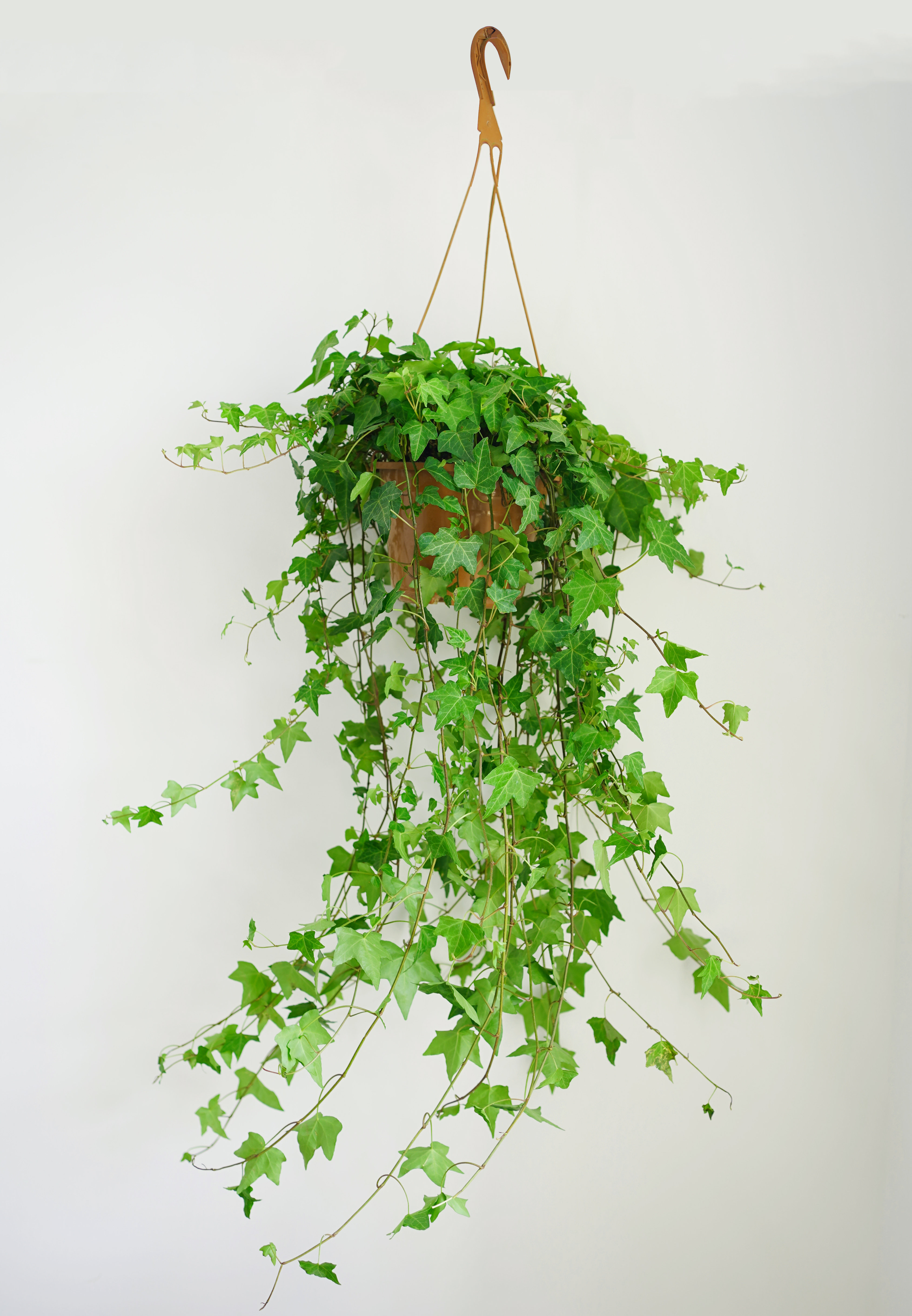 常春藤吊兰办公办公室室内花卉盆栽新房去甲甲醛绿植