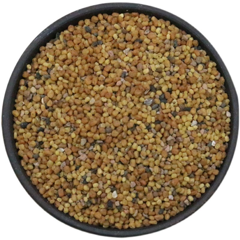 种子新鲜药用穿心中草药苦胆草种种籽嫩叶泡茶家庭园艺种子