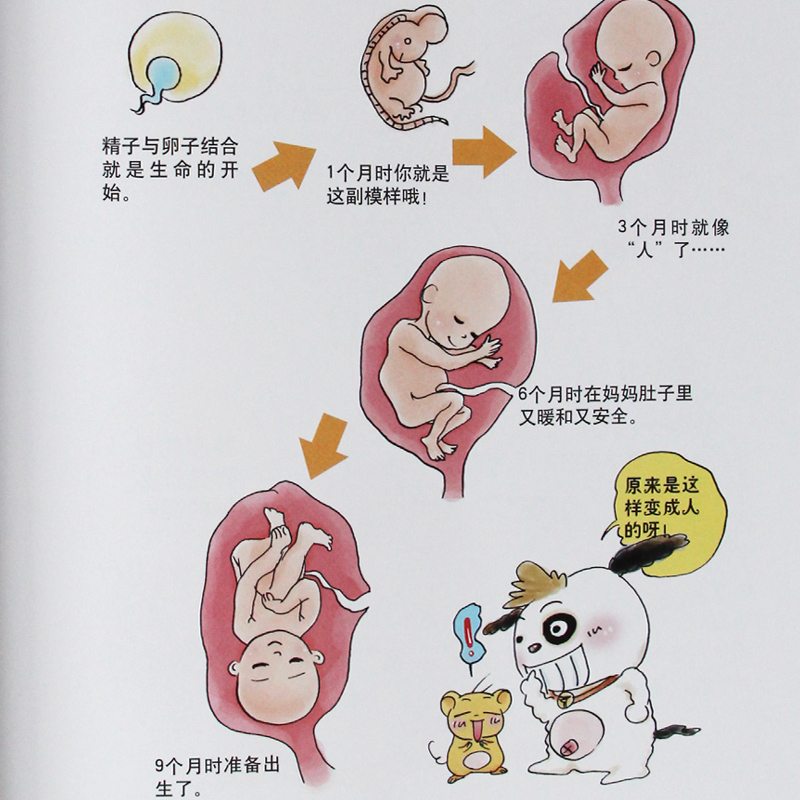 成长与性//中国儿童性教育全彩绘画读本(上)(下)2册 第二版 胡萍6-14