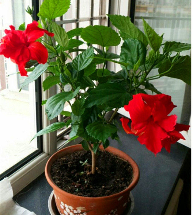 盆栽花卉重瓣扶桑花苗又名朱槿牡丹色彩鲜艳时令草本花卉