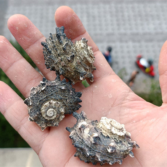 包邮天然海螺贝壳刺螺卷贝鱼寄居专用鱼缸装饰海螺