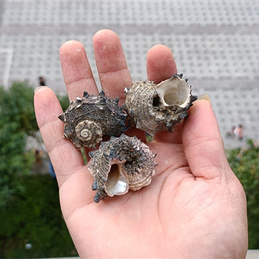 包邮天然海螺贝壳刺螺卷贝鱼寄居专用鱼缸装饰海螺