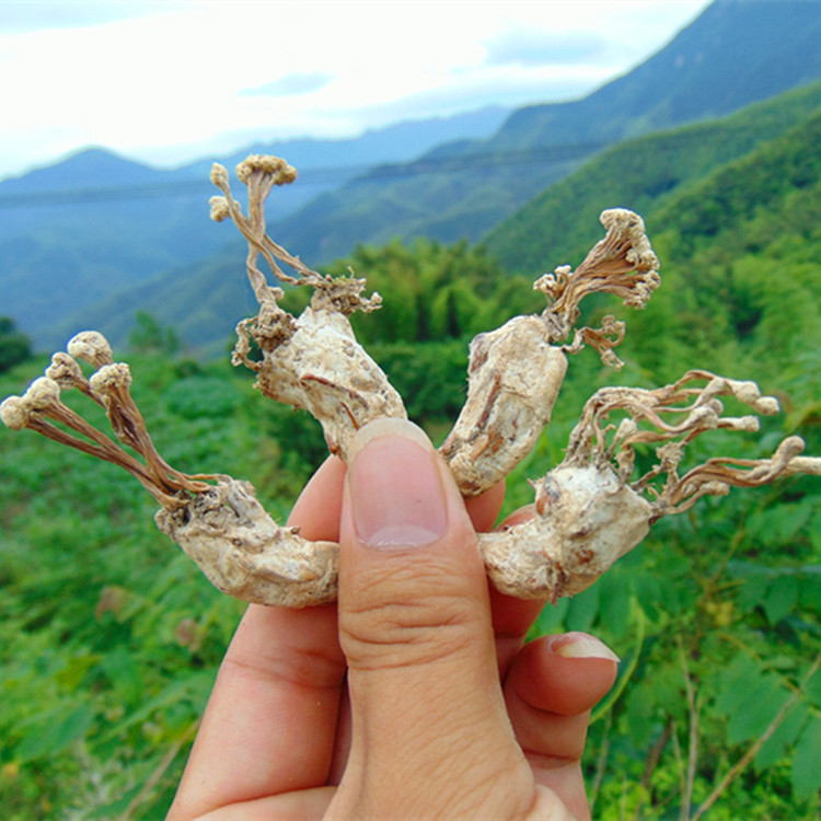 食用农产品省份 :安徽省产地 :中国大陆规格 :论个精品系列 :金蝉花