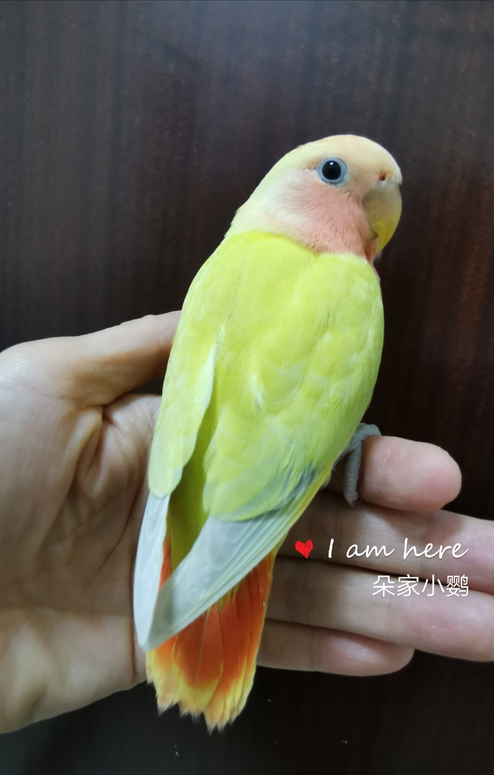 合法面类手牡丹鹦鹉活体雏鸟幼鸟亲人苹果绿澳鸟