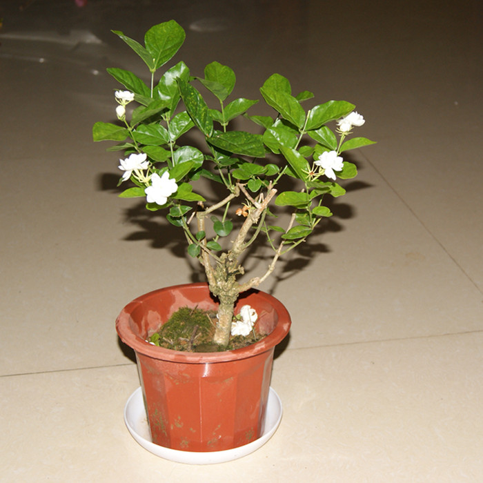包邮横县独杆茉莉花苗盆栽双重瓣四季绿植常年开花浓香型易养