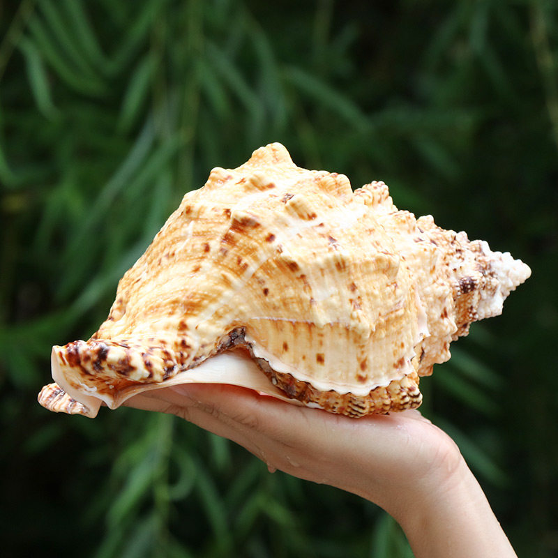 天然石号螺金口蛙螺大蛙螺法螺大海螺贝壳鱼缸海螺