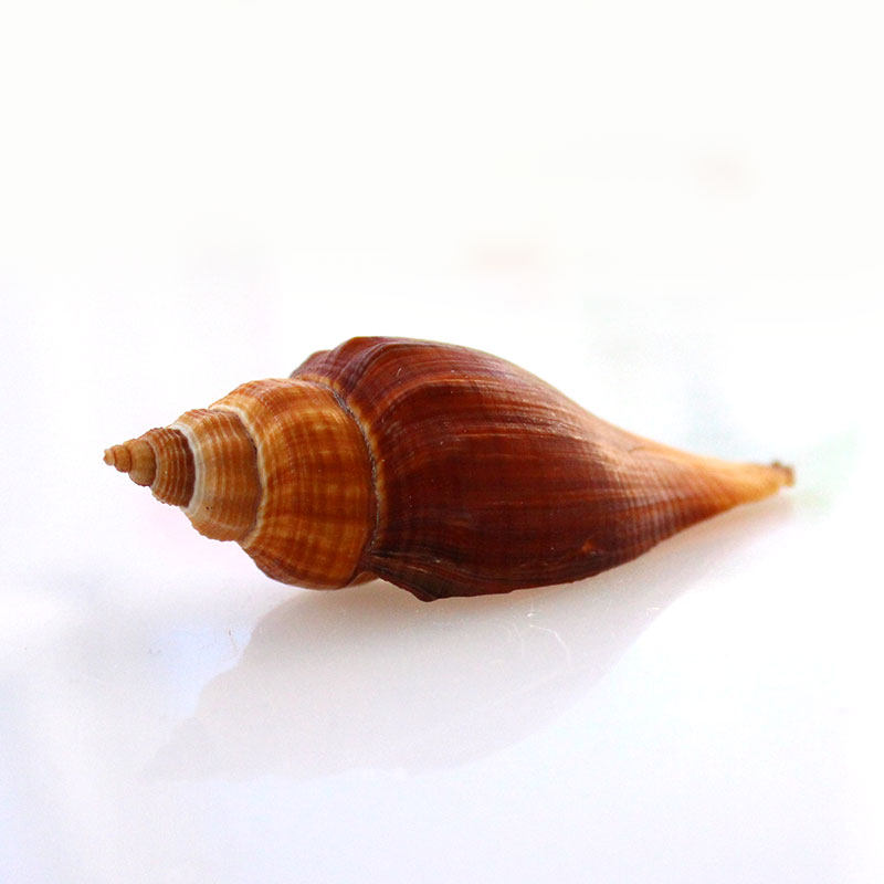 红号天然贝壳海螺家居地台布置水族箱造景鱼缸海螺